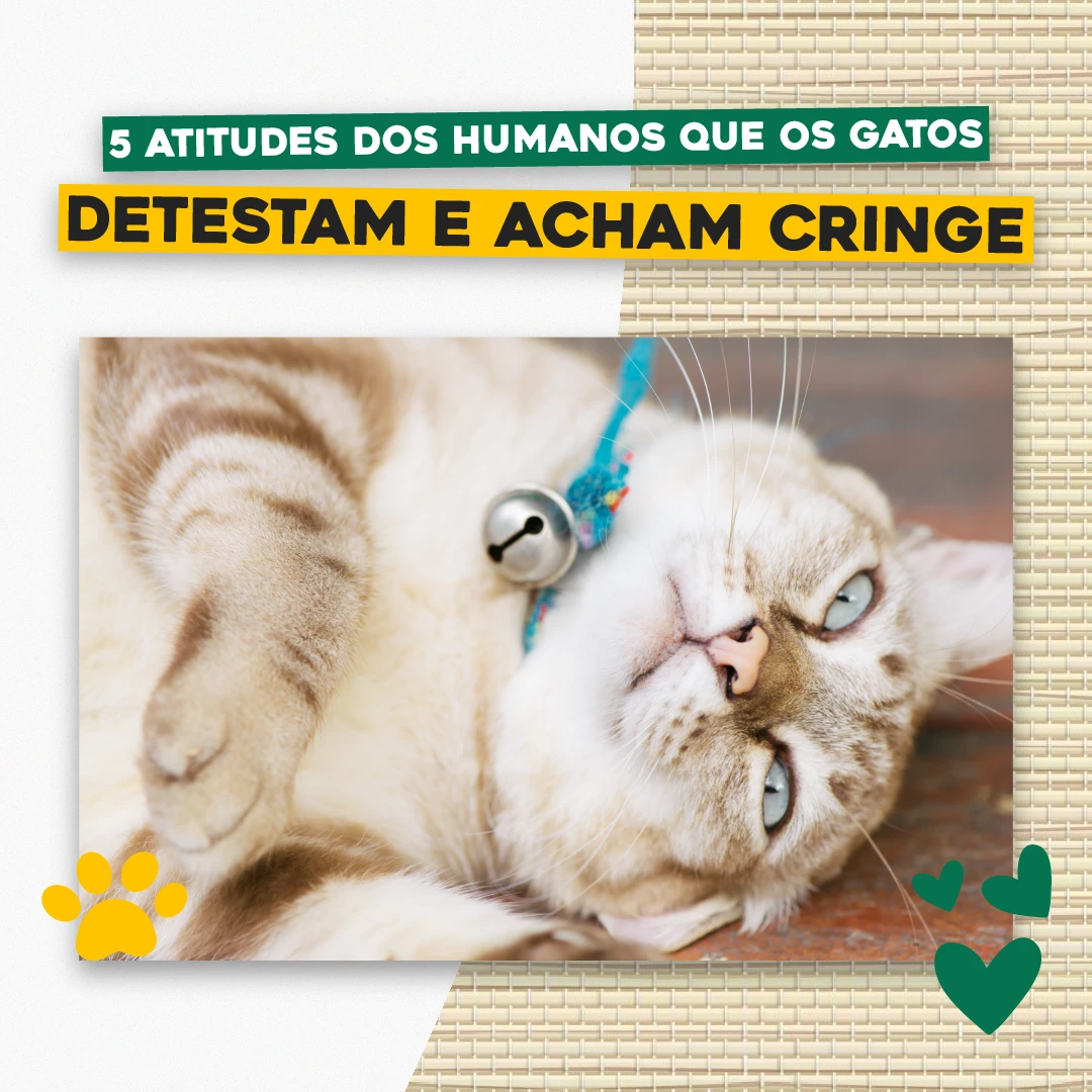 25062021_post_14_cringe_feed_threedogscats_prancheta_1_1_1