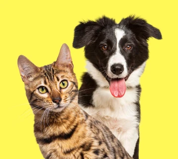 three 2_webp